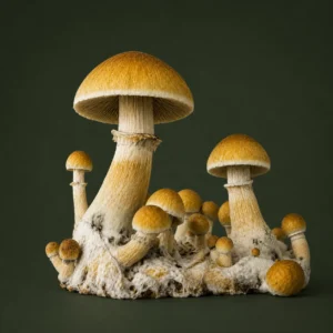 Golden Teacher Spores