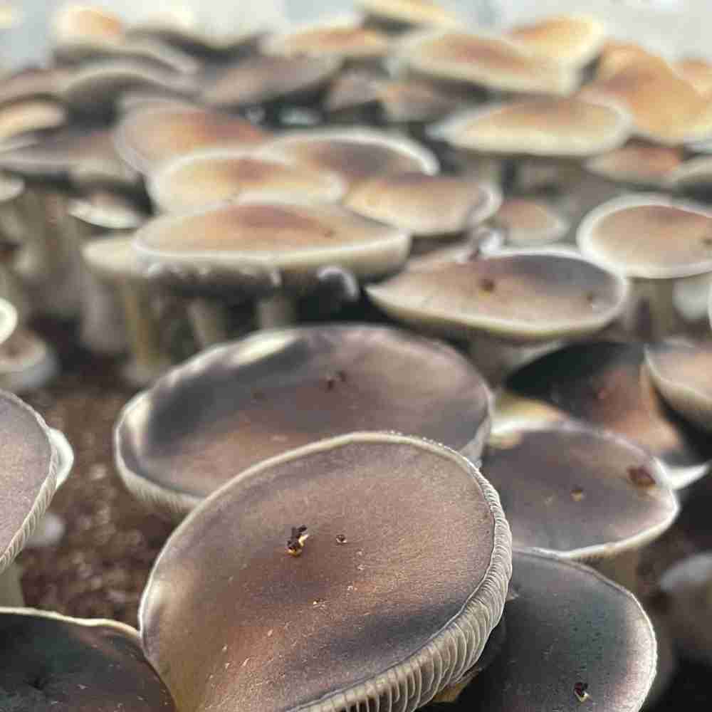 purple mystic spores